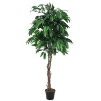 Europalms Dschungelbaum Mango, 180cm