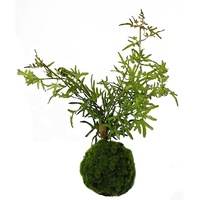 Hti-Living Kunstpflanze Farn-Busch Flora