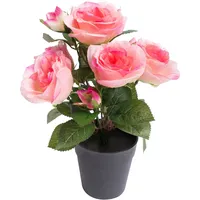 Botanic-Haus Rosenbusch pink,