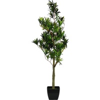 Europalms Steineibe, 90cm