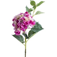 Botanic-Haus Hortensie bunt