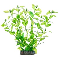 Dohse Hygrophila 20 cm