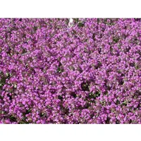 Pflanzen Für Dich Thymus serpyllum P 0,5