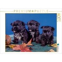 Calvendo Puzzle Bolonka Welpenstube Foto-Puzzle Bild von weh-zet