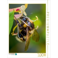 Calvendo Hummel auf Geißblatt Puzzle
