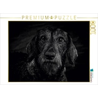 Calvendo Rauhaar Dackel Puzzle