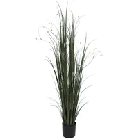Europalms Weidenzweiggras, 183cm