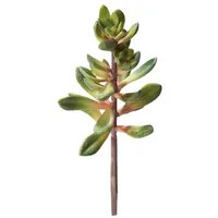 Hobby Aquaristik Hobby Kalanchoe 1 St