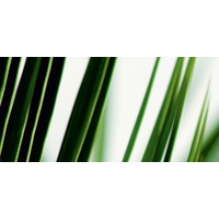 Express Küchen Küchenrückwand EXPRESS KÜCHEN "Gräser", grün (grün, weiß),