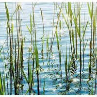 Express Küchen Küchenrückwand EXPRESS KÜCHEN "Seegras", bunt, B:60cm H:55,9cm,