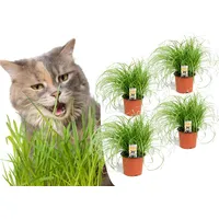 Plant in a Box - 4er Set Cyperus Katzengras