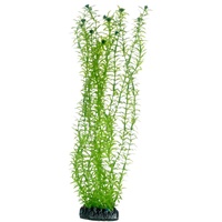 Hobby Lagarosiphon, 34 cm