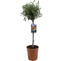 Plant in a Box - Olea europaea Höhe 80-90cm