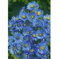 Pflanzen Für Dich Aster novae-angliae 'Barr's Blue' P 1