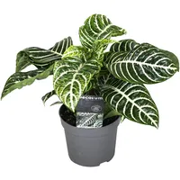 Plant in a Box - Aphelandra squarrosa 'Botanica' Höhe