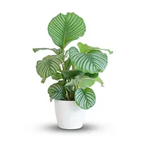 Bloomique Böttcher-AG Zimmerpflanze Calathea Orbifolia Korbmarante Ornata - echte