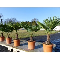 Grünwaren Hanfpalme "M" Palme Trachycarpus fortunei winterhart, Premiumqualität