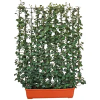 Hecke Am Laufenden Meter für den Balkon 130 cm