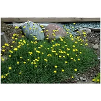 Pflanzen Für Dich Hieracium pilosella Habichtskraut, ca. 9x9 cm