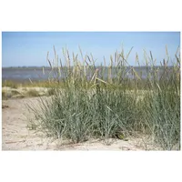 Pflanzen-für-dich.de Ammophila breviligulata Strandhafer, ca. 9x9 cm Topf