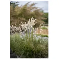 Pflanzen Für Dich Festuca gigantea P 0,5