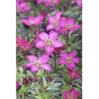 Pflanzen Für Dich Saxifraga x arendsii 'Peter Pan' P
