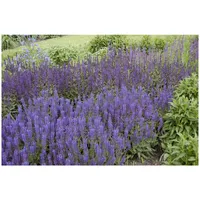 Pflanzen Für Dich Salvia nemorosa 'Wesuwe' Steppensalbei, ca. 9x9