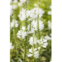 Pflanzen Für Dich Physostegia virginiana 'Summer Snow' p 0,5