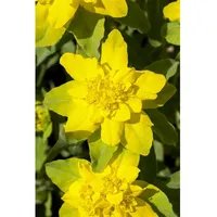 Pflanzen Für Dich Euphorbia polychroma Gold-Wolfsmilch, ca. 9x9 cm