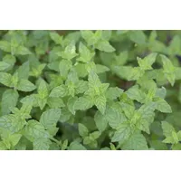 Pflanzen Für Dich Mentha x piperita Pfefferminze Ca. 9x9