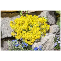 Pflanzen Für Dich Alyssum saxatile 'Goldkugel' ca. 9x9 cm