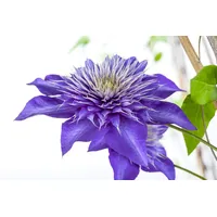 Pflanzen-für-dich.de Clematis Hybride 'Multi Blue' 2L 40- 60