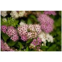 Pflanzen-für-dich.de Spiraea japonica 'Shirobana' p 0,5