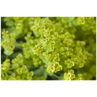 Pflanzen Für Dich Euphorbia seguieriana ssp.niciciana P 0,5