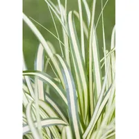 Pflanzen Für Dich Carex ornithopoda 'Variegata' buntlaubig, ca. 9x9