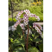 Pflanzen Für Dich Bergenia cordifolia p 1