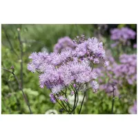 Pflanzen Für Dich Thalictrum aquilegifolium 'Purpureum' p 0,5