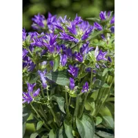 Pflanzen Für Dich Campanula glomerata 'Acaulis' ca. 9x9 cm
