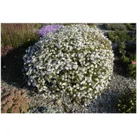 Pflanzen Für Dich Kalimeris incisa 'Madiva' Japanische Aster, ca.