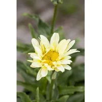 Pflanzen Für Dich Leucanthemum x superbum 'Banana Cream' Margerite,