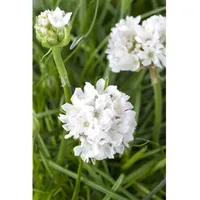 Pflanzen Für Dich Armeria maritima 'Armada White' -R- P