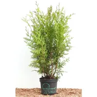 Pflanzen Für Dich Thuja occidentalis 'Brabant' 60–100 cm