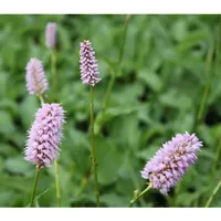Pflanzen Für Dich Bistorta officinalis p 0,5
