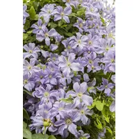 Pflanzen-für-dich.de Clematis viticella 2L 60- 100