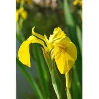 Pflanzen Für Dich Iris pseudacorus P 0,5