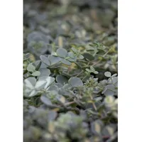 Pflanzen Für Dich Sedum sieboldii p 0,5