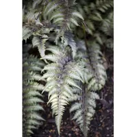 Pflanzen Für Dich Athyrium niponicum 'Metallicum' p 0,5