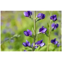 Pflanzen Für Dich Baptisia australis Indigolupine, ca. 9x9 cm
