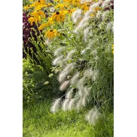 Pflanzen-für-dich.de Pennisetum alopecuroides 'Hameln' p 1