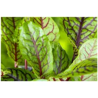 Pflanzen Für Dich Rumex acetosa p 0,5
